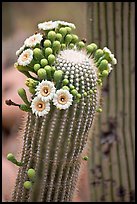 Detail of saguaro arm with flowers. Saguaro National Park, Arizona, USA. (color)