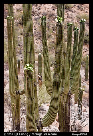 Saguarao arms topped by creamy white flowers. Saguaro National Park, Arizona, USA.