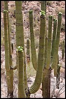 Saguarao arms topped by creamy white flowers. Saguaro National Park, Arizona, USA.