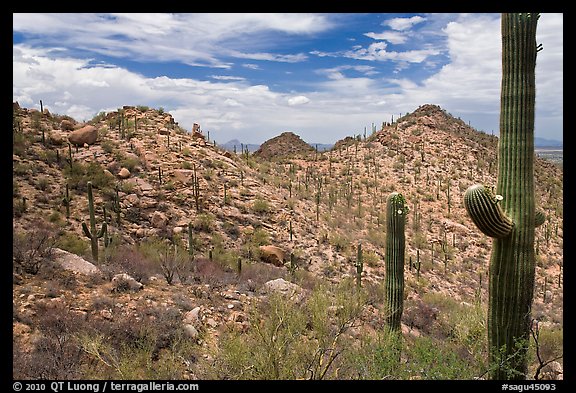 Saguaro forest on mountain slopes. Saguaro National Park (color)