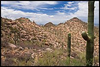 Saguaro forest on mountain slopes. Saguaro National Park, Arizona, USA.