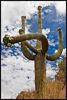 Four-armed saguaro in bloom. Saguaro National Park, Arizona, USA. (color)