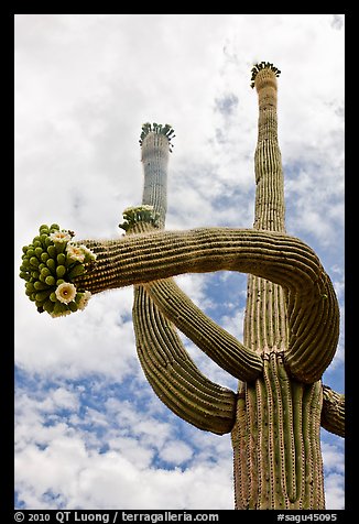 Saguaro with twisted arm and flowers. Saguaro National Park, Arizona, USA.