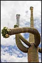 Saguaro with twisted arm and flowers. Saguaro National Park, Arizona, USA.