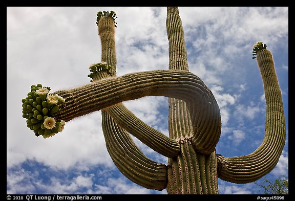 Giant saguaro with blooms on tip of arms. Saguaro National Park (color)