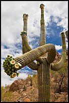 Giant saguaro cactus with flowers on curving arm. Saguaro National Park, Arizona, USA.