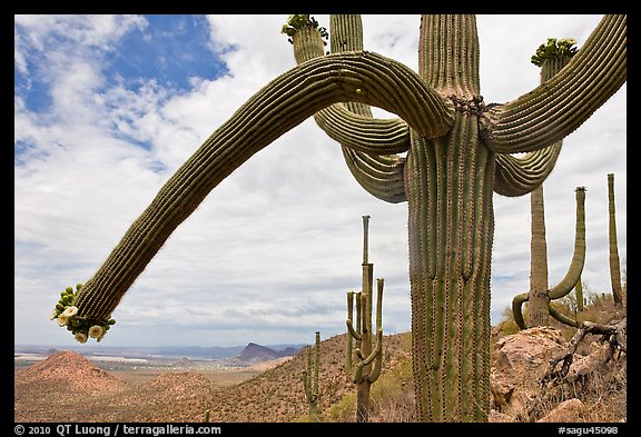 Desert landscape framed by saguaro cactus. Saguaro National Park, Arizona, USA.