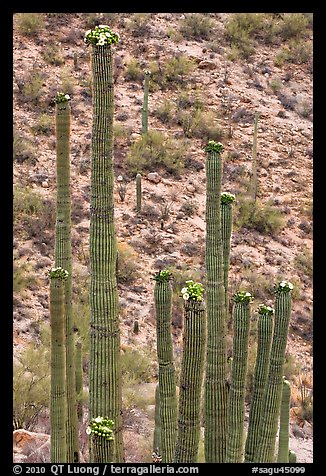 Tops of saguaro cactus with blooms. Saguaro National Park, Arizona, USA.