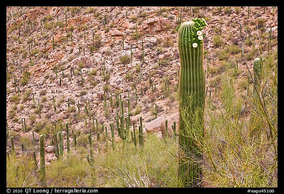 Palo Verde and saguaro with flowers. Saguaro National Park, Arizona, USA.