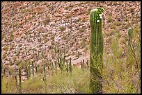 Palo Verde and saguaro with flowers. Saguaro National Park, Arizona, USA.