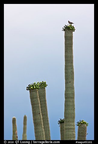 Woodpecker perched on top of saguaro cactus. Saguaro National Park (color)
