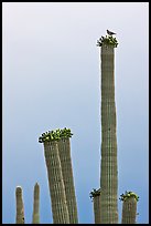 Woodpecker perched on top of saguaro cactus. Saguaro National Park ( color)