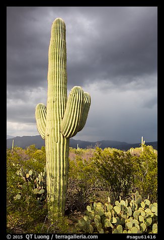 Saguaro cactus and stormy skies, Rincon Mountain District. Saguaro National Park (color)
