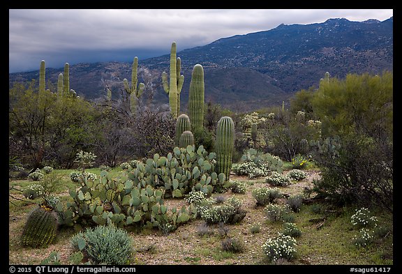 Cactus and cloudy Rincon Mountains, Rincon Mountain District. Saguaro National Park (color)