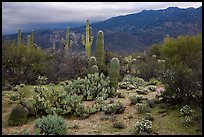Cactus and cloudy Rincon Mountains, Rincon Mountain District. Saguaro National Park ( color)