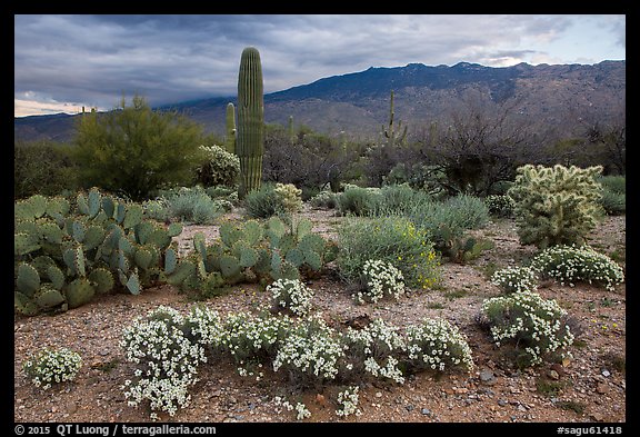Desert Zinnia flowers and Rincon Mountains. Saguaro National Park (color)