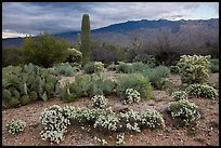 Desert Zinnia flowers and Rincon Mountains. Saguaro National Park ( color)