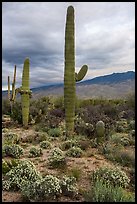 Desert Zinnia flowers and Saguaro Cacti, Rincon Mountain District. Saguaro National Park ( color)