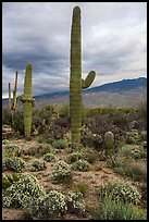 Desert Zinnia flowers and Saguaro Cacti, Rincon Mountain District. Saguaro National Park ( color)