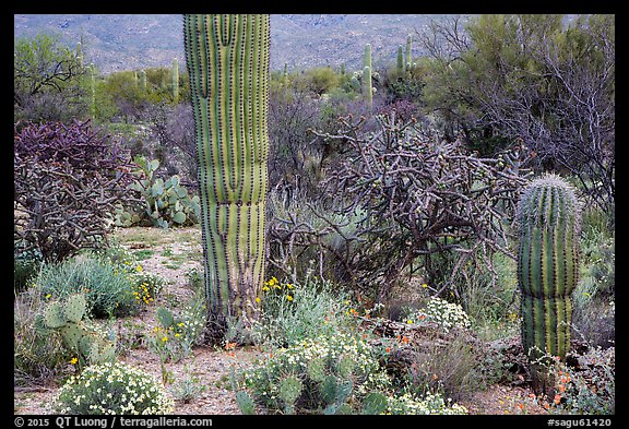 Desert wildflowers and cacti, Rincon Mountain District. Saguaro National Park (color)