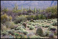 Carpet of Desert Zinnia flowers in lush desert landscape, Rincon Mountain District. Saguaro National Park ( color)