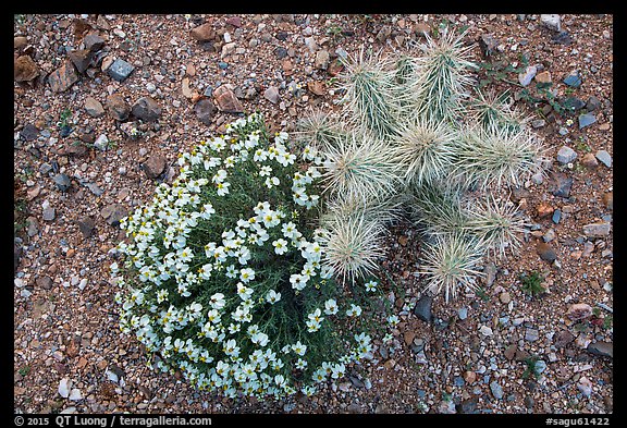 Close-up of cactus and Desert Zinnia, Rincon Mountain District. Saguaro National Park (color)