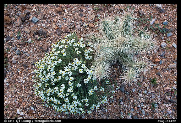 Close-up of cactus and Desert Zinnia, Rincon Mountain District. Saguaro National Park (color)