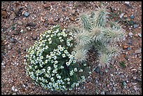 Close-up of cactus and Desert Zinnia, Rincon Mountain District. Saguaro National Park ( color)