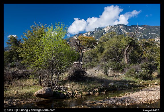 Decidious trees, Miller Creek and Rincon mountains. Saguaro National Park (color)
