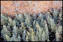 Close-up of ferns and lichen, Rincon Mountain District. Saguaro National Park ( color)