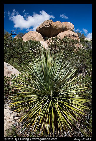 Sotol and balanced rock, Rincon Mountain District. Saguaro National Park (color)