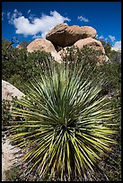 Sotol and balanced rock, Rincon Mountain District. Saguaro National Park ( color)