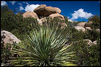 Sotol and boulders, Rincon Mountain District. Saguaro National Park ( color)