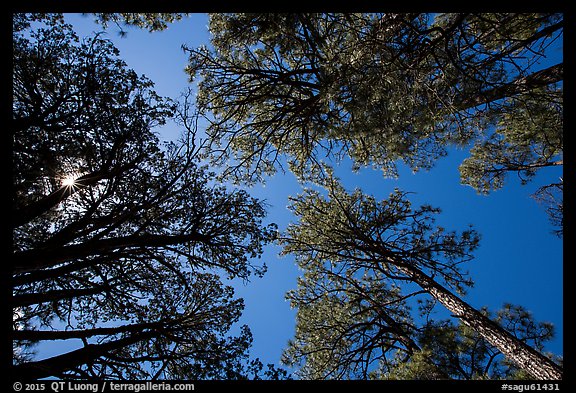 Looking up pine trees, Happy Valley, Rincon Mountain District. Saguaro National Park, Arizona, USA.