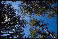 Looking up pine trees, Happy Valley, Rincon Mountain District. Saguaro National Park ( color)