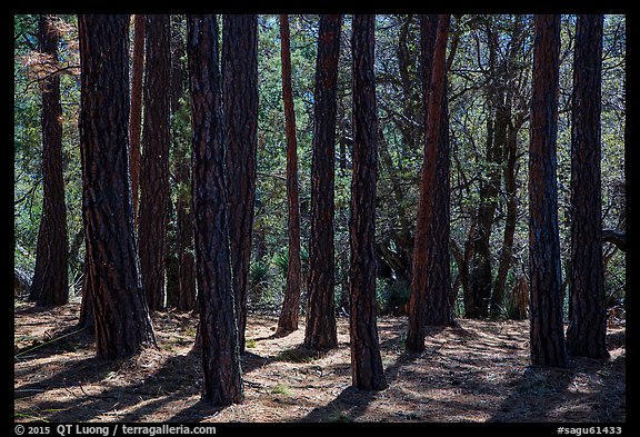 Pine trees, Happy Valley, Rincon Mountain District. Saguaro National Park, Arizona, USA.