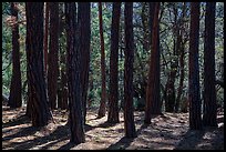 Pine trees, Happy Valley, Rincon Mountain District. Saguaro National Park ( color)