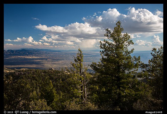 Pine trees and afternoon clouds from Rincon Peak. Saguaro National Park (color)