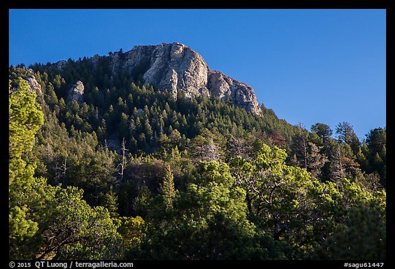 Rincon Peak rising above pine forests. Saguaro National Park (color)