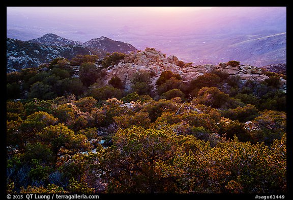 Chaparral at sunset, Rincon Mountain District. Saguaro National Park (color)