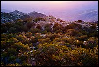 Chaparral at sunset, Rincon Mountain District. Saguaro National Park ( color)