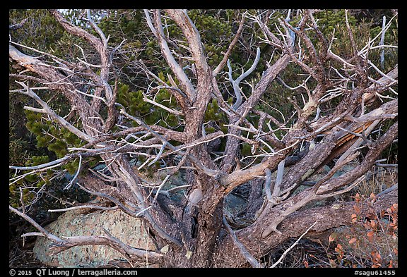 Juniper, Rincon Mountain District. Saguaro National Park (color)