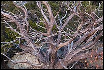 Juniper, Rincon Mountain District. Saguaro National Park ( color)