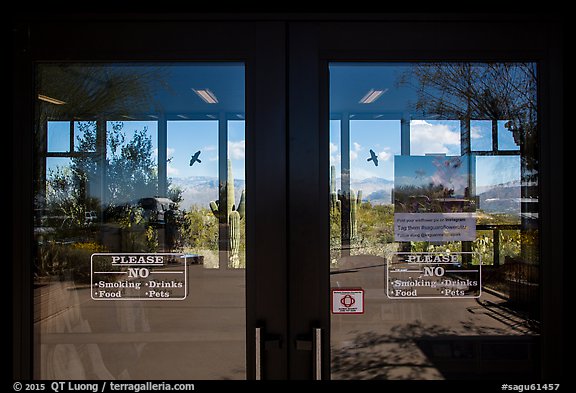 Desert plants, Rincon Visitor Center window reflexion. Saguaro National Park (color)