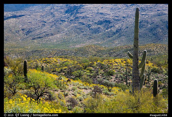 Cactus and brittlebush in bloom, Rincon Mountain District. Saguaro National Park (color)