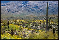 Cactus and brittlebush in bloom, Rincon Mountain District. Saguaro National Park ( color)