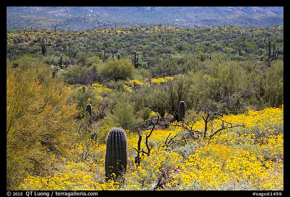 Desert hillsides covered by brittlebush in bloom, Rincon Mountain District. Saguaro National Park (color)