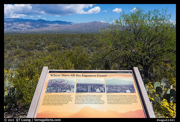 Where have all the saguaro gone interpretive sign. Saguaro National Park (color)