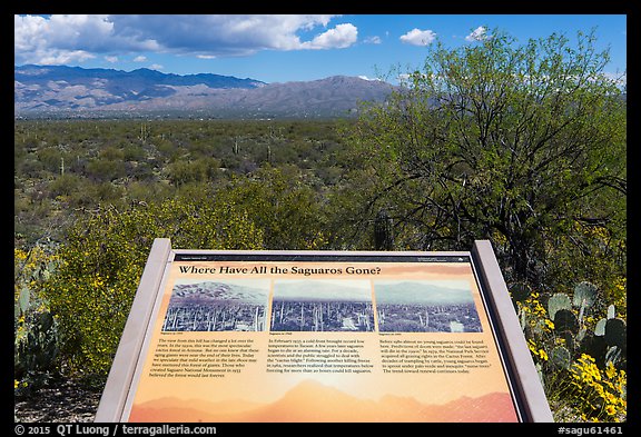 Where have all the saguaro gone interpretive sign. Saguaro National Park (color)
