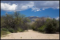 Dry wash, Rincon Mountain District. Saguaro National Park ( color)